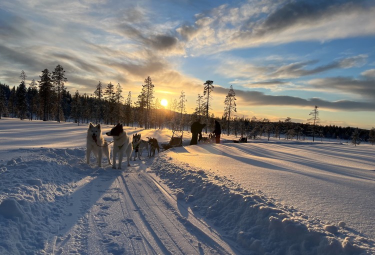 Husky Traum Schwedisch Lappland
